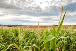 Se protéger face aux caprices du ciel : assurances et garanties face aux dérèglements climatiques